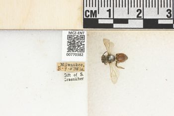 Media type: image;   Entomology 770382 Aspect: Labels